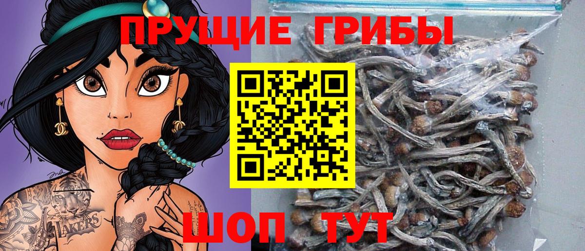 Псилоцибиновые грибы Cubensis Дубна